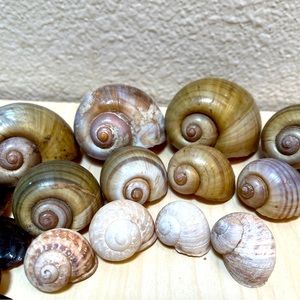 Snail Shells. Wild Freshwater from NM & FL. 11 Shells.